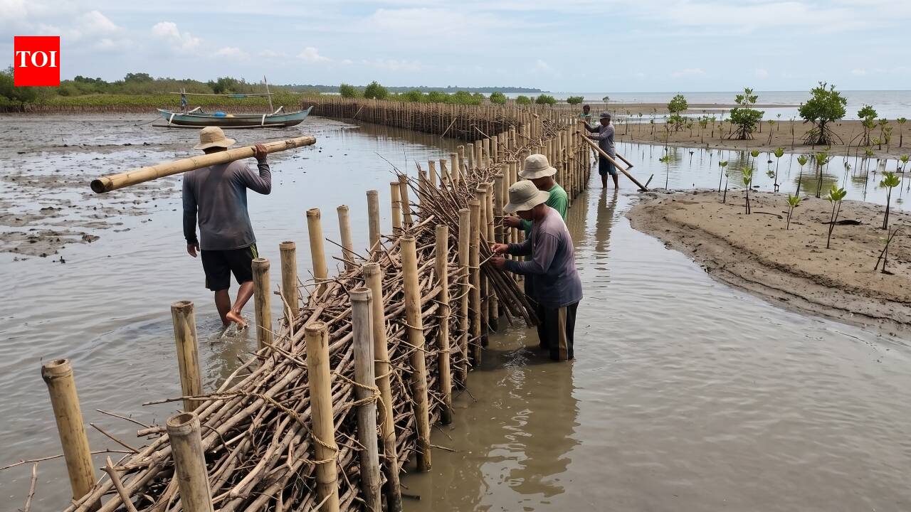 Simple bamboo 'fences' are saving Indonesia’s coast, proving nature can heal if we just give it a 'helping hand.'