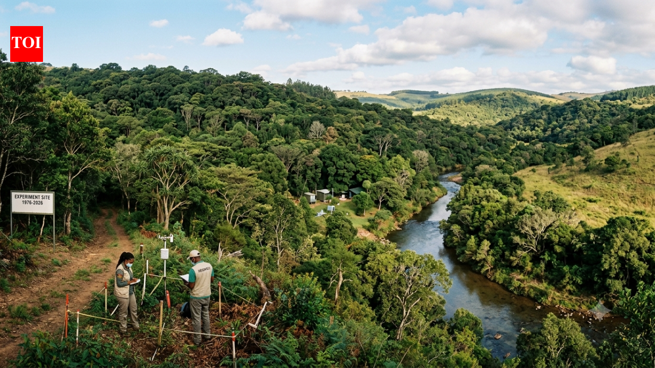 In 1976, a farmer planted trees to stop erosion and grew a forest decades later