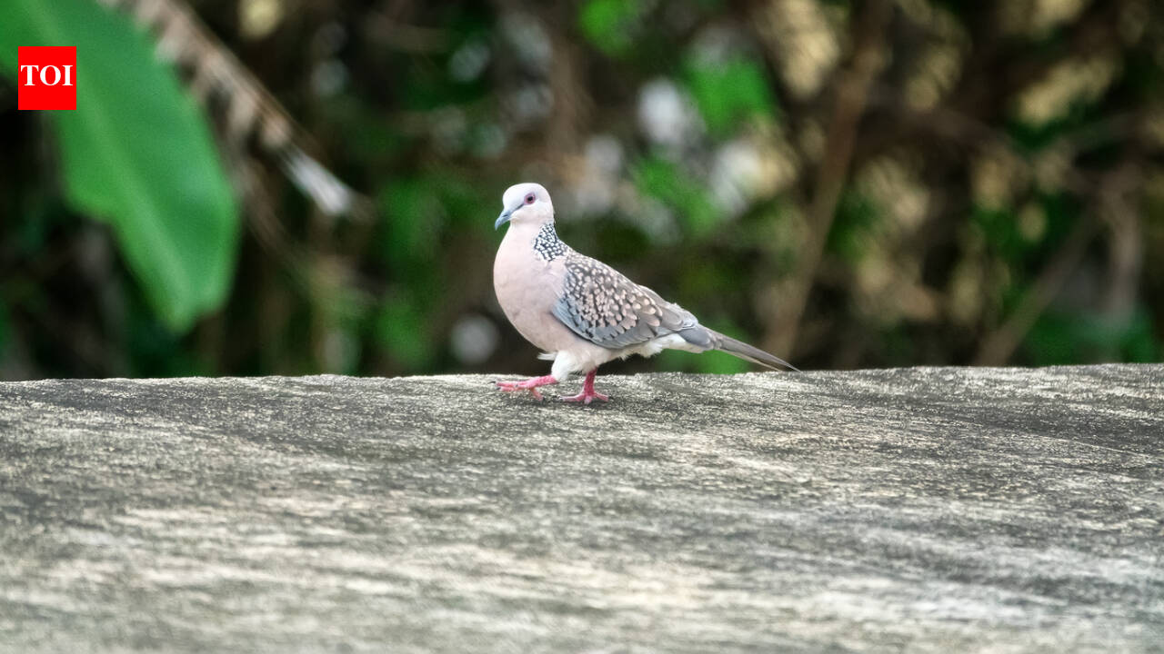 Britain’s turtle doves rebound after 98% decline as 30 birds are released