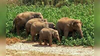 Jharkhand Forest Department Plans  Elephant Transit, Treatment Centre In Bokaro