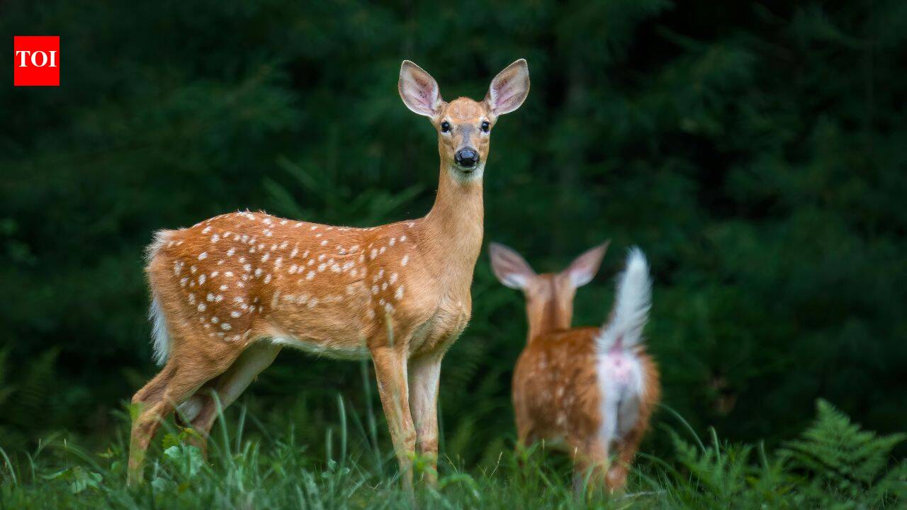 Deer fled 64% of the time from human voices, but soon ignored them