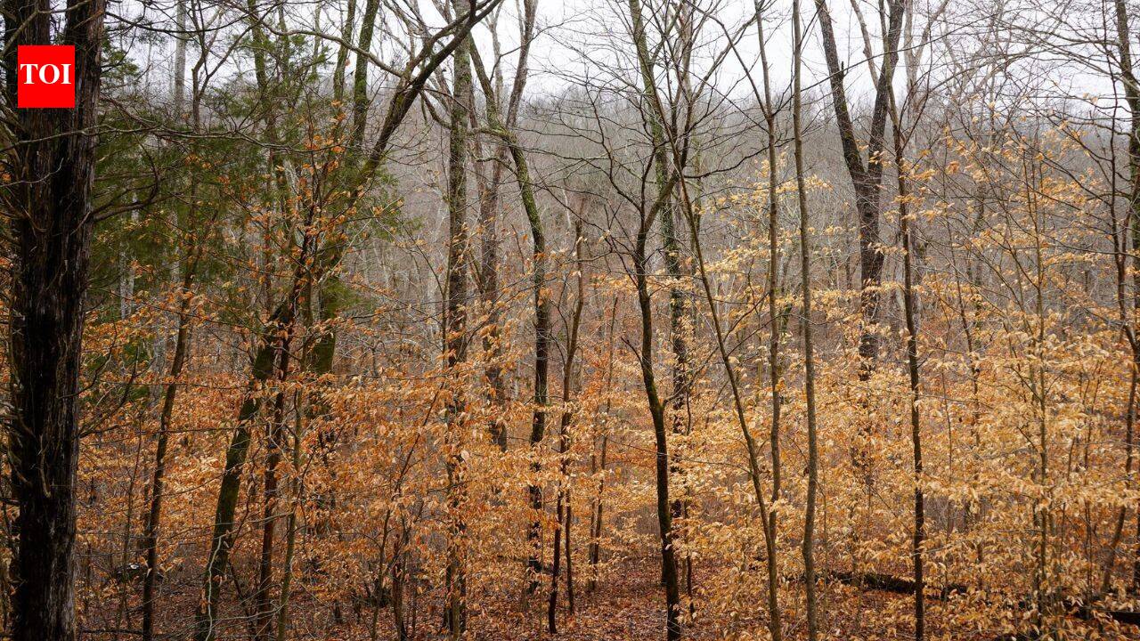 A couple bought a cabin over Tennessee river which they later protected for the future