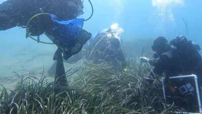 A seagrass meadow was transplanted off an Italian island in 2009; 17 years later, scientists found signs of a functioning ecosystem