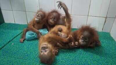 Orangutans to be kept in Nandankanan’s exhibit enclosure: Forest min