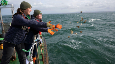 A Scottish river project set out to revive oysters that once covered an area the size of Edinburgh; now, 60,000 have been returned