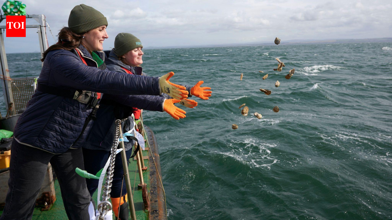 A Scottish river project set out to revive oysters that once covered an area the size of Edinburgh; now, 60,000 have been returned