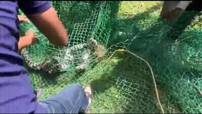 Caretaker put on APO, inquiry ordered over Kota zoo leopard escape