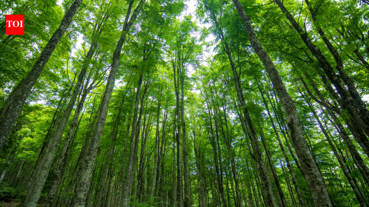 Minnesota trees adapted to 3.4°C warming, cutting expected CO₂ rise by 80%