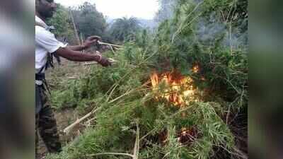 Drone, satellite to spy on cannabis re‑cultivation