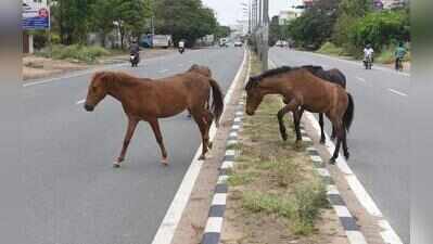 14 injured in attacks by stray horses in East Burdwan