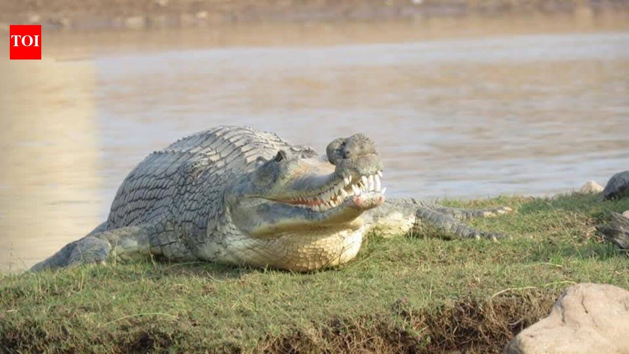 Gharial numbers rise, but low genetic diversity puts species at risk: Study