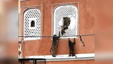 Monkey menace swings into Jaipur civic poll pitch