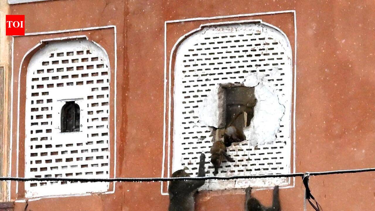 Monkey menace swings into Jaipur civic poll pitch