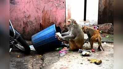 Monkey menace swings into Jaipur civic poll pitch