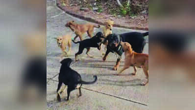 Dogs foil  burglary bid at Siolim