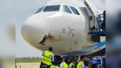Patna airport records 133% rise in bird-hit incidents this year