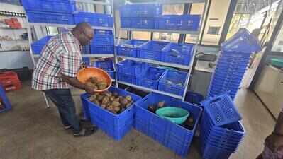 Coconuts at Rs 38 to ease Chaturthi pinch