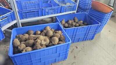 Coconuts at Rs 38 to ease Chaturthi pinch