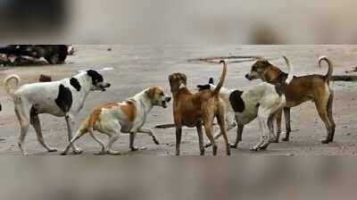 VMC panel to consider stray dog sterilisation, toilet projects