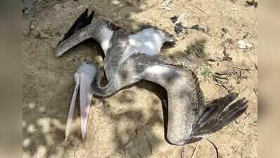 Pelicans at Korattur lake shot by poachers, autopsy reveals