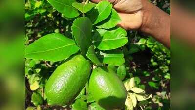 Soaring lime prices take zest off pickles, sherbet & salads