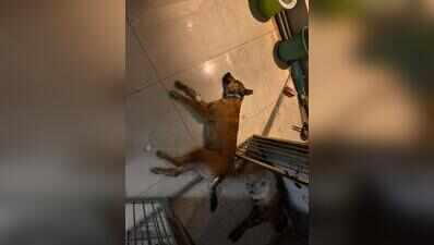 2 booked over illegal surgical experiments at B’luru vet hospital