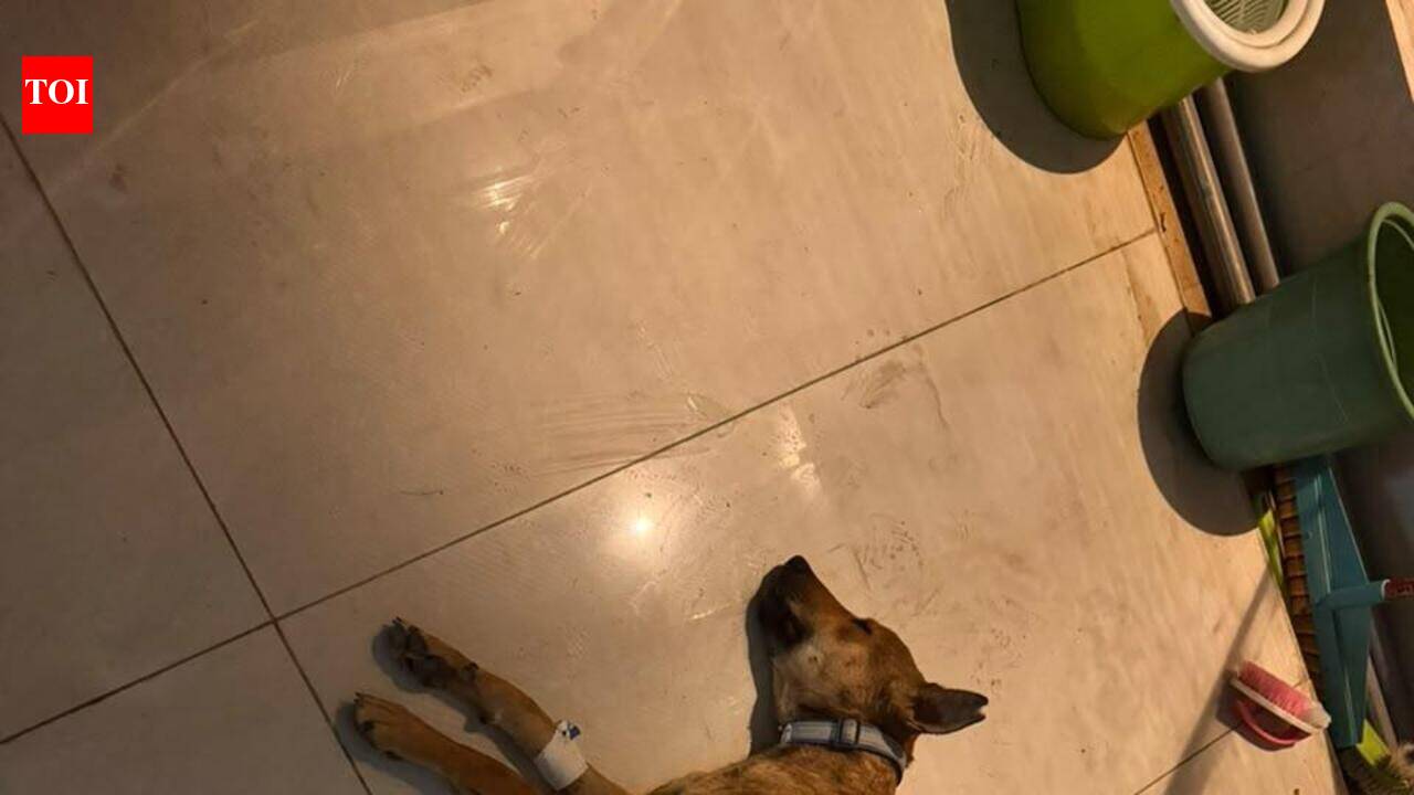 PG student and vet booked for illegal experiments on strays at Bengaluru hospital