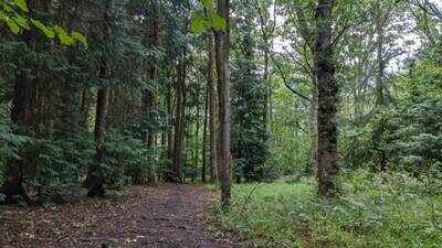 105,000 acres of England’s ‘Ghost Woods’ could return to life; £5.9 million project aims to revive forests buried for centuries