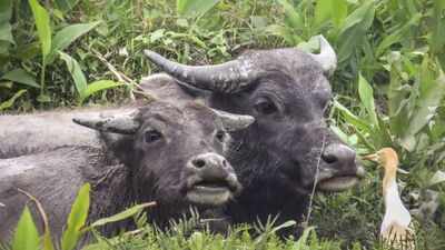 Cattle were left behind in Hong Kong centuries ago; a 2026 genome study found their DNA holds a record of how livestock adapted to island life
