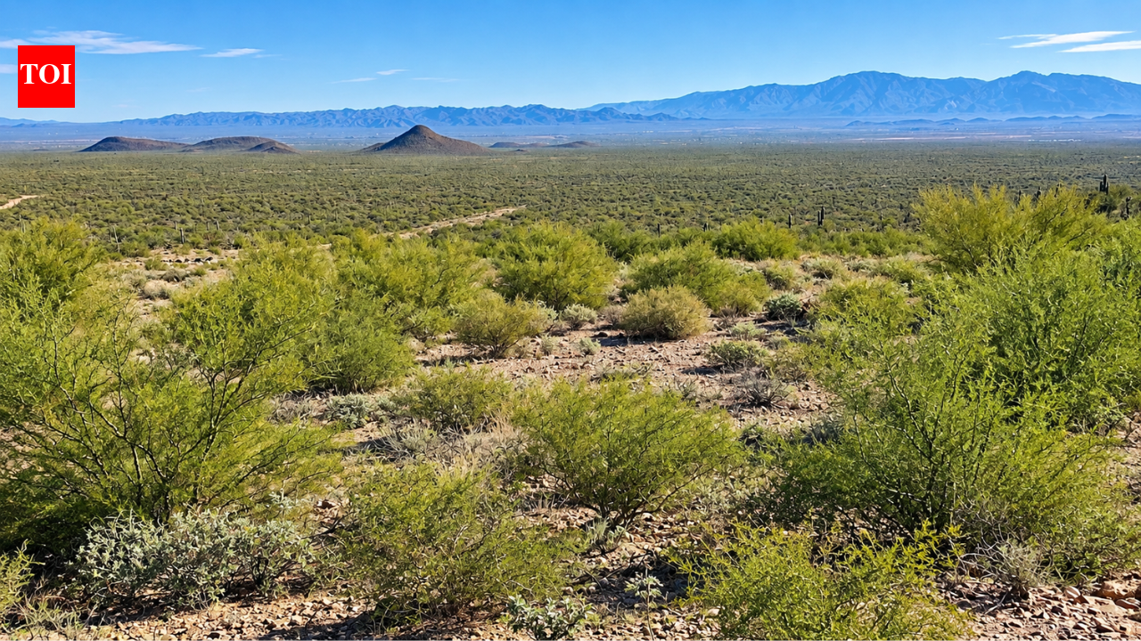 Volunteers restored Arizona desert over 16 years; 133 native plant species now thrive
