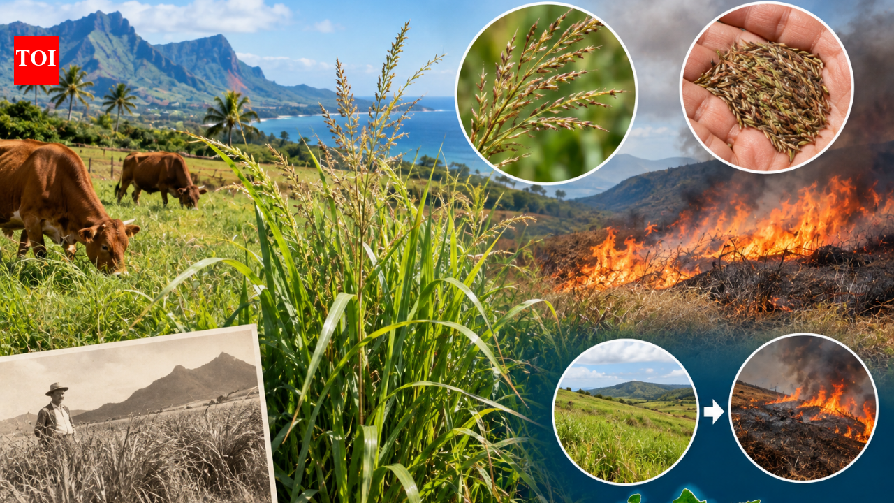 In 1883, Hawaii introduced Guinea grass; 143 years later, it grows 9 feet and yields 9,000 seeds