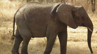 African elephants are raiding small farms in Tanzania; recent studies found when and why most crop attacks happen