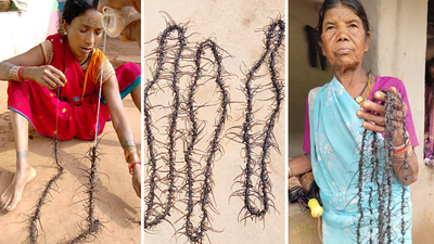 A garland of 100 insect heads earns villagers ₹200: How Madhya Pradesh’s unusual ‘Mundmala’ technique is being used to protect Sal forests