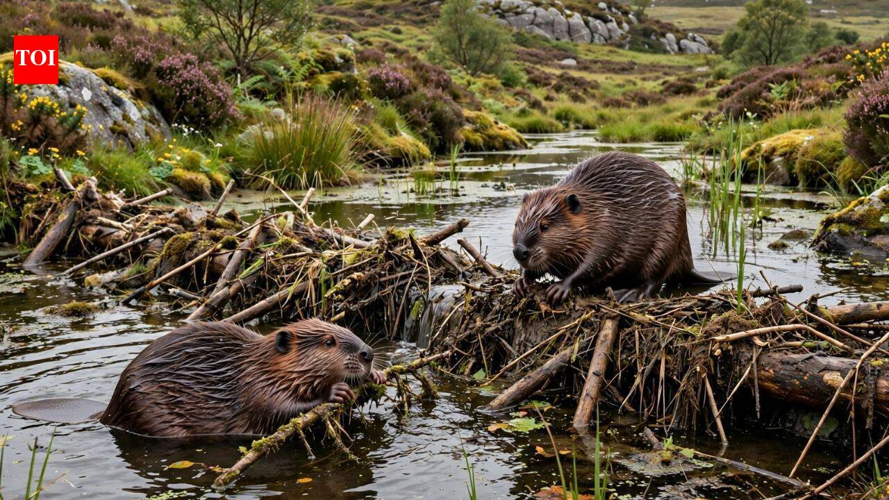 Two beavers were unexpectedly released in Cornwall; they have built a dam six months later