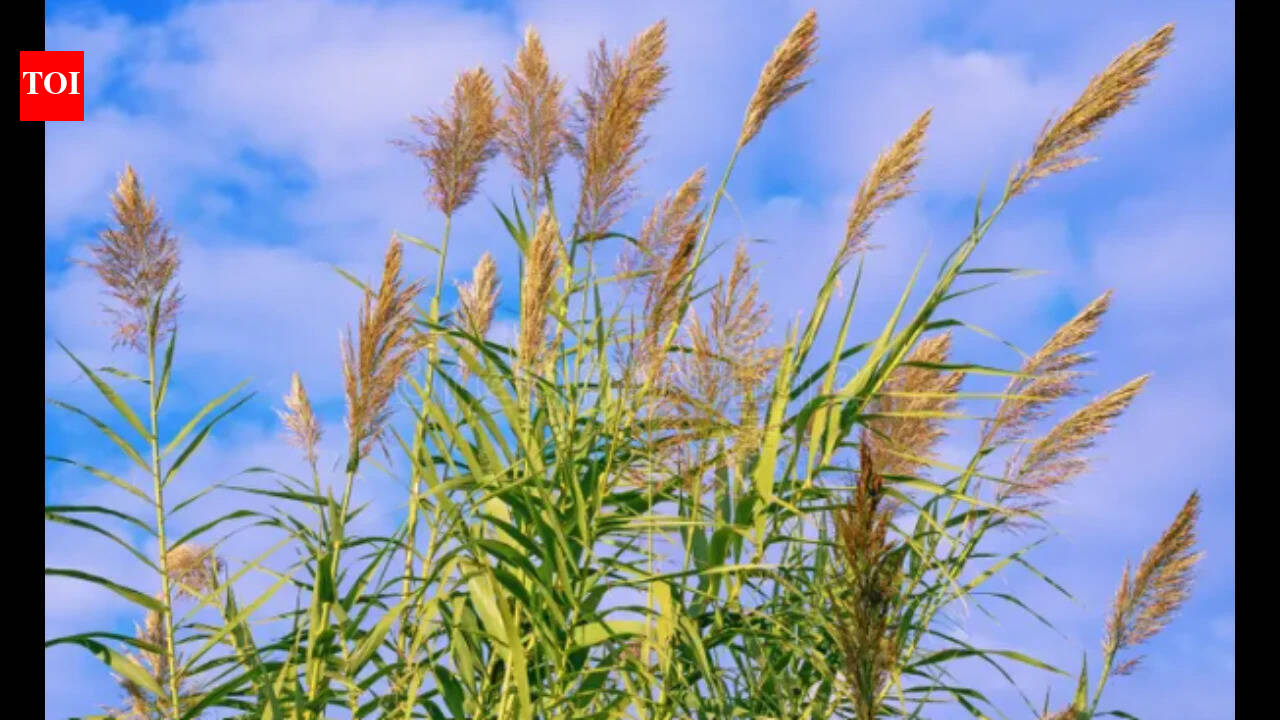 Giant reed came to California in the 1820s; now it crowds out native plants and fuels wildfires
