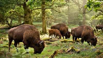 Britain brought back wild bison after 6,000 years; their grazing could reshape forests and create new habitats for other wildlife