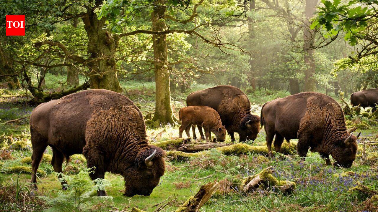 Britain brought back wild bison after 6,000 years; their grazing could create new habitats