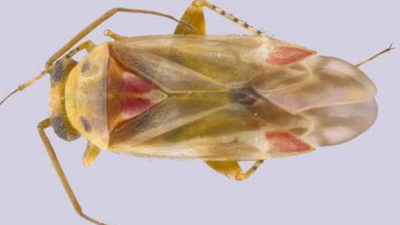 A lifelong Taylor Swift fan helped describe 12 new insect species; she named a new genus and four species after the singer and her albums
