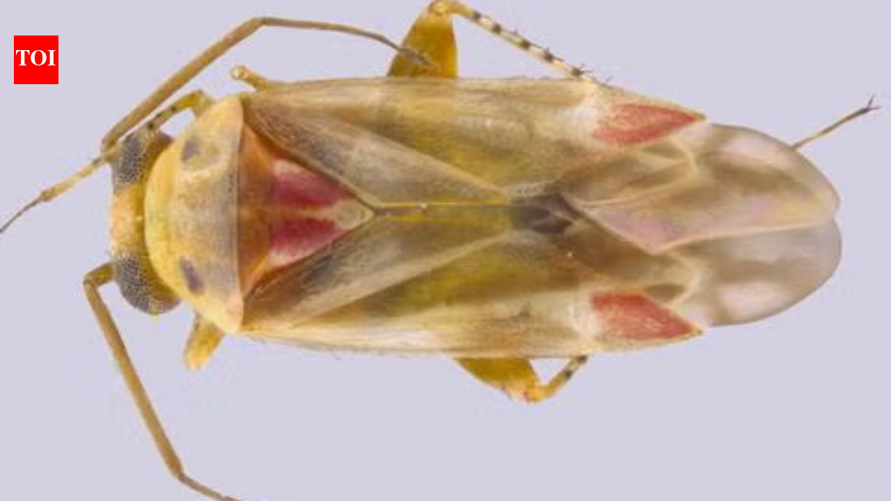 A Taylor Swift fan helped describe 12 new insect species; 4 species named after her music and life