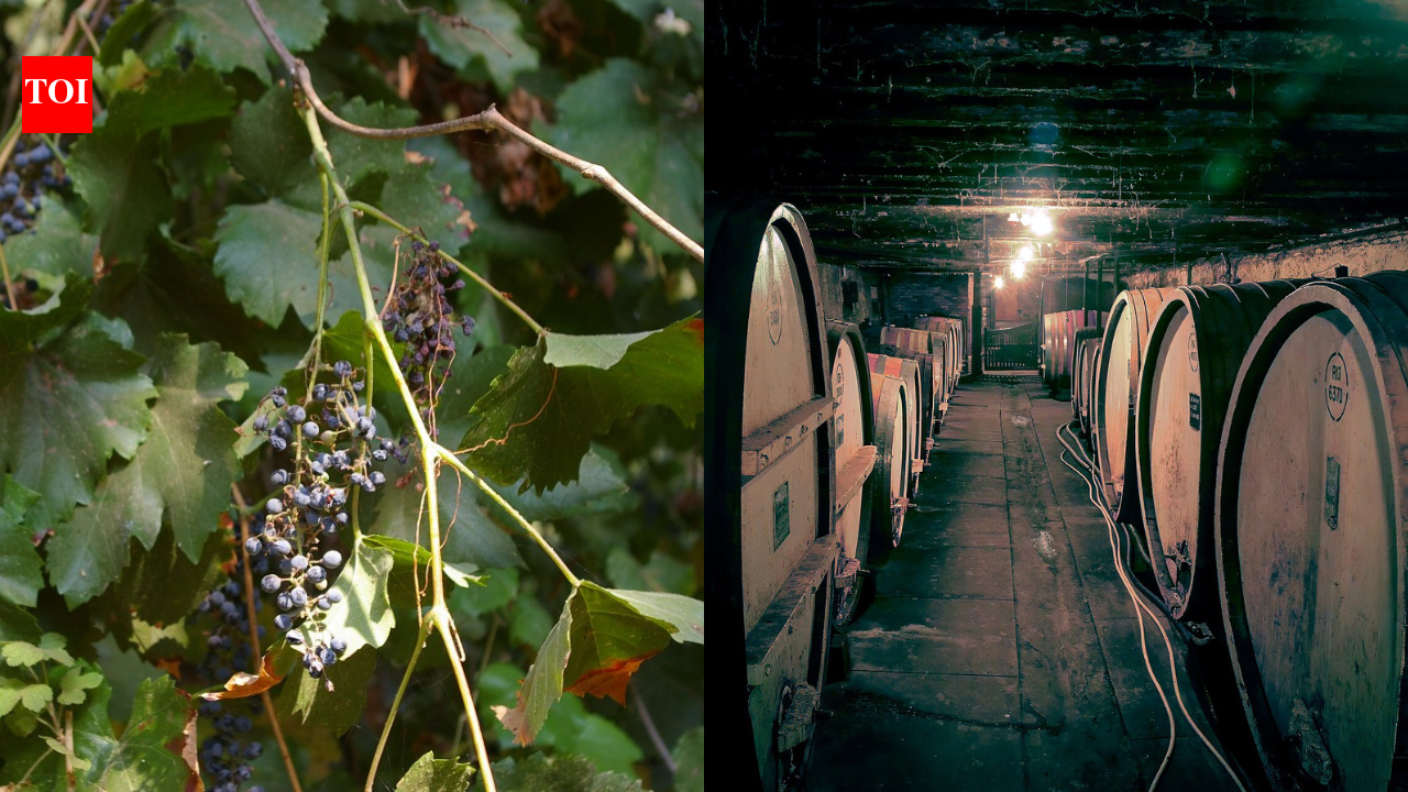 In 2024, Australian farmers ripped out millions of grapevines while two billion litres of wine sat unsold; some of it was already spoiling in storage