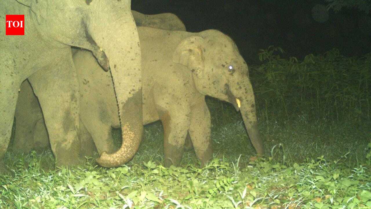 Shrinking corridors bring elephants closer to people