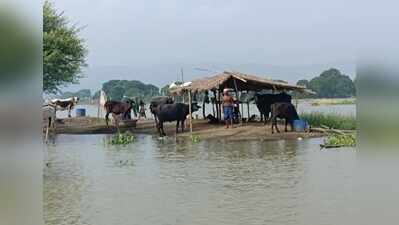 Rising water level in Ganga inundates homes in Sahibganj, trigger health scare