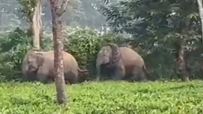 Wildlife safety alarm: Discarded tractor tyre turns deadly trap for wild elephant in Assam