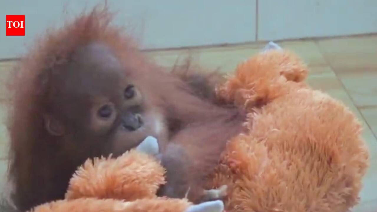 Vehicles, phone trail under scanner as Odisha emerges orangutan transit point