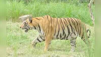 Jhargram to get state’s second tiger safari, 65 acres identified