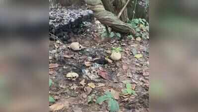 Skeletal remains of 4 persons found in Kanksa jungle
