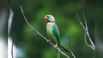 2,100 parakeets transported cruelly in seven cages on Howrah-Mumbai train, FIR registered