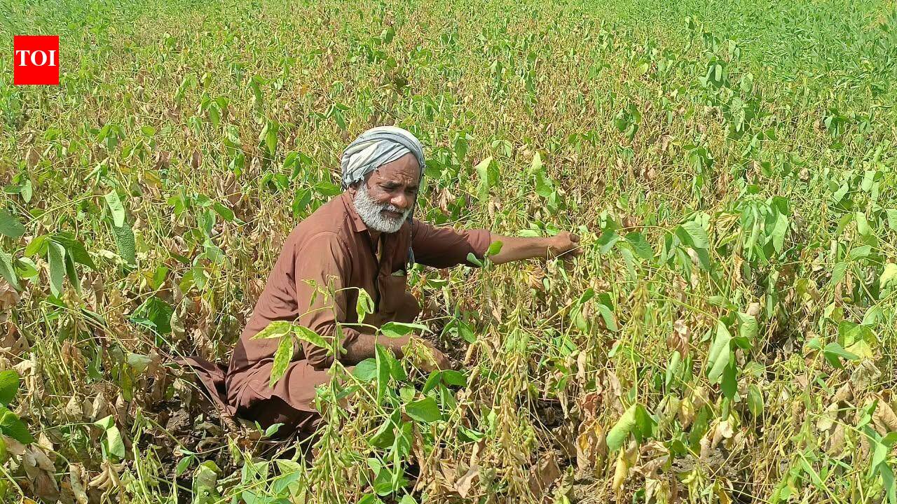 ​​Rain relief likely in Marathwada over next 48 hours amid mounting agri concerns