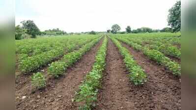 Rain to return, downpours forecast for parched Saurashtra