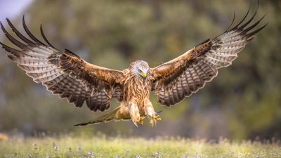 In 1989, Britain began reintroducing red kites after persecution left fewer than 10 breeding pairs; their population has since risen 2,613% and expanded across the country
